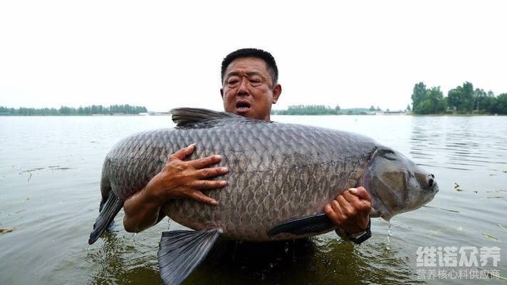 鱼苗期高蛋白饲料配方：草鱼鱼苗饲料配方 其他宠物 第2张