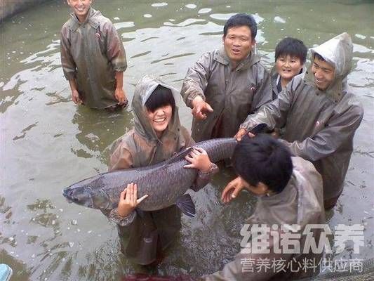 鱼苗期高蛋白饲料配方：草鱼鱼苗饲料配方 其他宠物 第5张