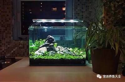 水族箱内如何设置隐蔽处：在水族箱内设置隐蔽处对于保护生物和增加观赏性非常重要 其他宠物 第1张