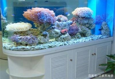 水族箱内如何设置隐蔽处：在水族箱内设置隐蔽处对于保护生物和增加观赏性非常重要 其他宠物 第4张