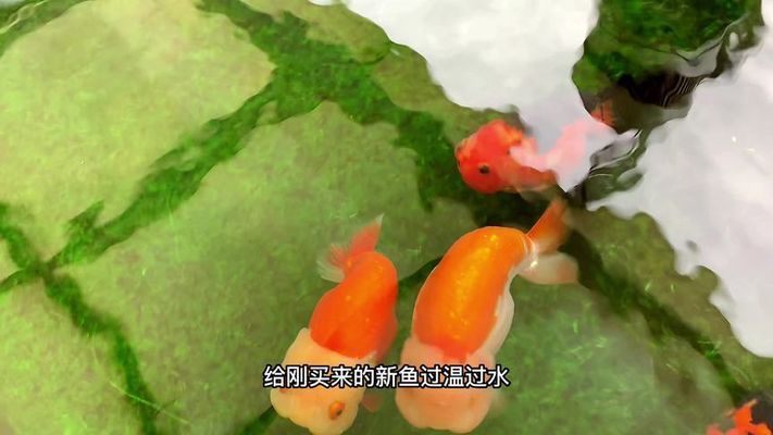 新鱼隔离观察的最佳实践：新鱼隔离容器选择指南 其他宠物 第1张