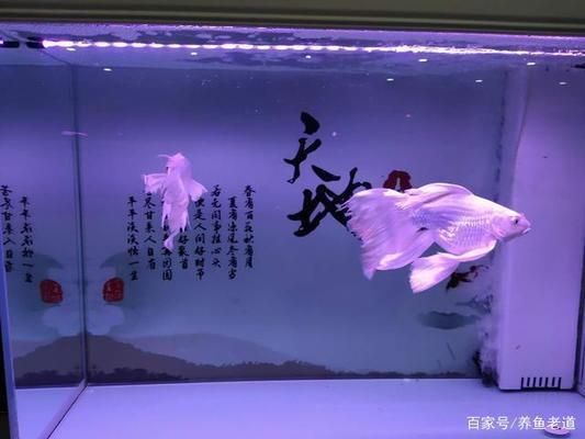 水族箱水质调节的常见误区：关于水族箱水质调节的常见误区 其他宠物 第5张