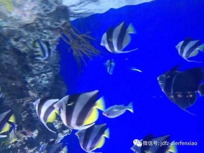 提高水族箱生物多样性的方法：如何提高水族箱生物多样性 其他宠物 第1张