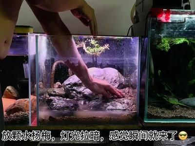 提高水族箱生物多样性的方法：如何提高水族箱生物多样性 其他宠物 第4张