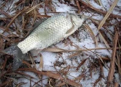 雪鲫鱼低温存活技巧：低温下鲫鱼饵料选择指南 其他宠物 第1张