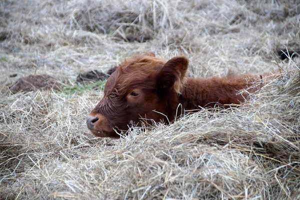 六角恐龙鱼可以吃鱼肉：六角恐龙鱼可以吃鱼肉吗六角恐龙鱼可以吃鱼肉吗 其他宠物 第3张