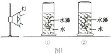 金鱼最佳光照时间和强度：关于金鱼的最佳光照时间和强度的信息，金鱼的最佳光照时间和强度 其他宠物 第4张