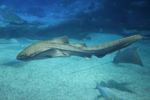 如何监测鲨鱼卵孵化进度：监测鲨鱼卵孵化进度是海洋生物学研究的重要组成部分 其他宠物 第1张