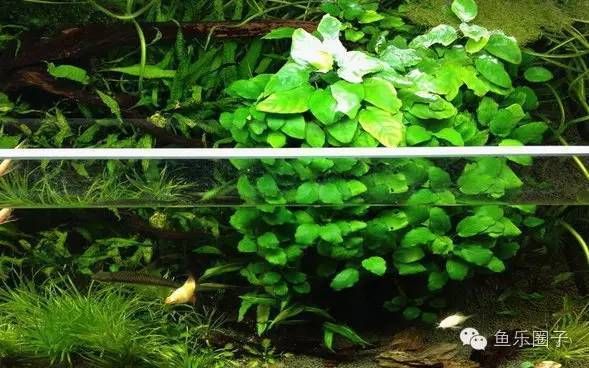 水族箱内植物选择指南：如何选择水族箱内的植物 其他宠物 第2张