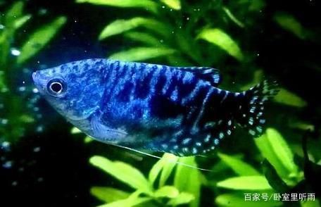 水族箱内植物选择指南：如何选择水族箱内的植物 其他宠物 第6张