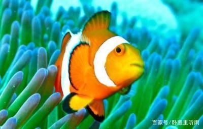 水族箱内植物选择指南：如何选择水族箱内的植物 其他宠物 第5张