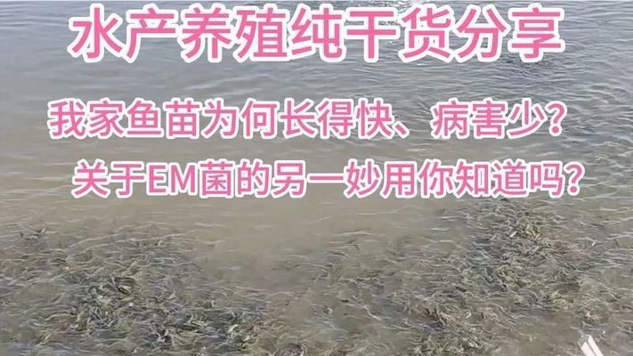 鱼苗生长速度监控技巧：如何监控鱼苗的生长速度 其他宠物 第3张