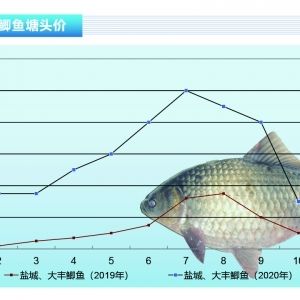 雪鲫鱼适宜水环境参数：雪鲫鱼适宜的水环境参数 其他宠物 第1张