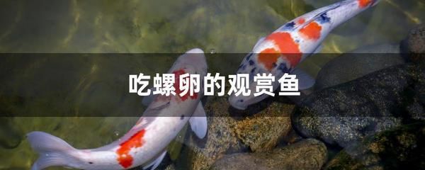 奥里诺三间鱼繁殖环境模拟指南：奥里诺三间鱼繁殖环境模拟指南， 其他宠物 第3张