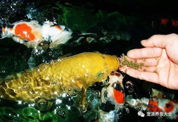 锦鲤不同成长期饲料选择：如何自制锦鲤增色饲料 其他宠物 第3张