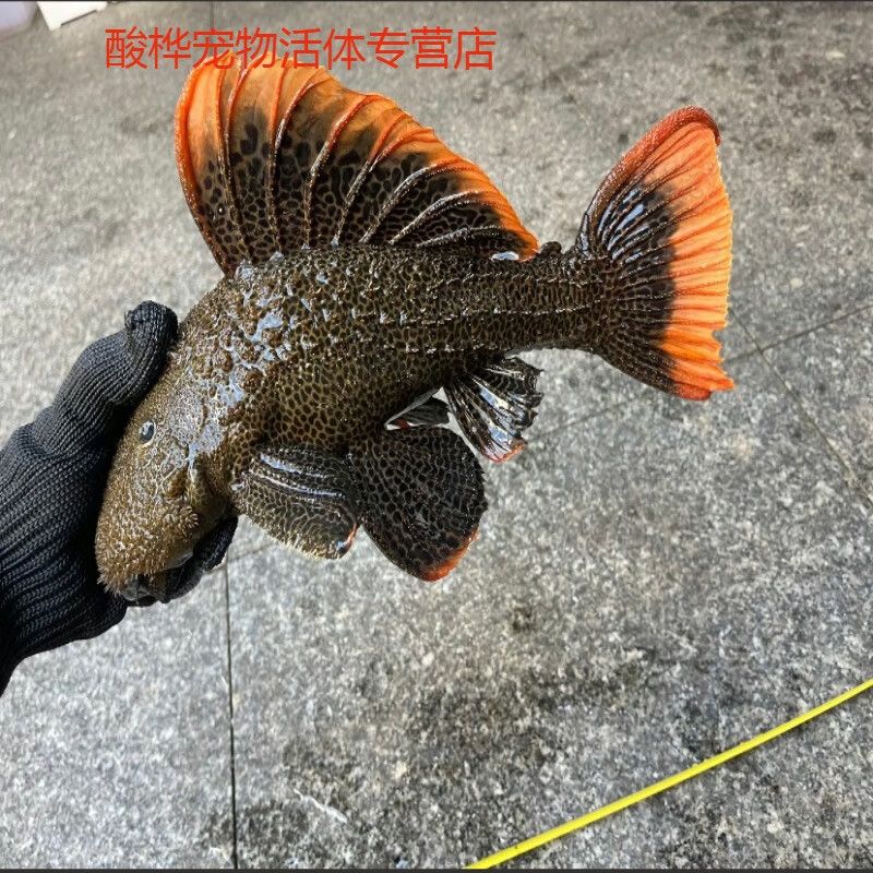 龙鱼尾部下沉怎么办：如何解决龙鱼尾部下沉问题 水族问答 第2张