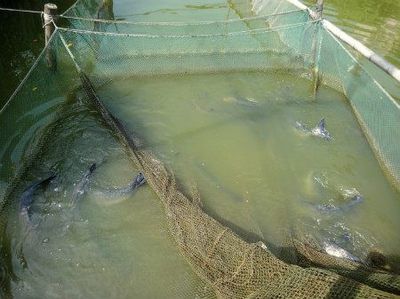 夏季鸭嘴鱼养殖水质调控技巧：夏季鸭嘴鱼养殖密度控制方法，夏季鸭嘴鱼水质调控技巧 其他宠物 第2张