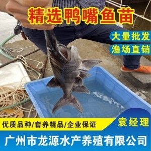 夏季鸭嘴鱼养殖水质调控技巧：夏季鸭嘴鱼养殖密度控制方法，夏季鸭嘴鱼水质调控技巧 其他宠物 第5张