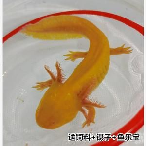 六角恐龙鱼吃饲料嘛：六角恐龙鱼吃什么饲料，六角恐龙鱼吃什么饲料的详细处理 其他宠物 第5张