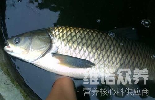 草食性鱼苗饲料配比方法：草食性鱼苗的饲料配比方法 其他宠物 第1张