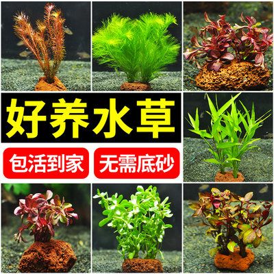 混养鱼缸内植物选择指南：混养鱼缸内植物选择指南，鱼缸造景搭配建议，鱼缸植物选择误区 其他宠物 第1张