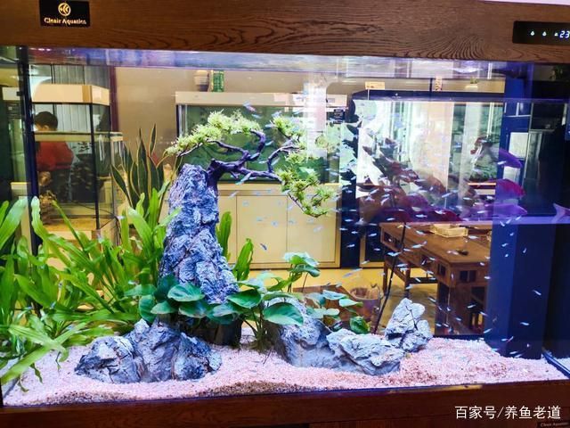 混养鱼缸内植物选择指南：混养鱼缸内植物选择指南，鱼缸造景搭配建议，鱼缸植物选择误区 其他宠物 第5张