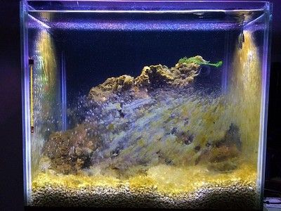 避免水族箱水藻过度生长：水族箱光照控制技巧，适合水族箱的除藻生物 其他宠物 第4张