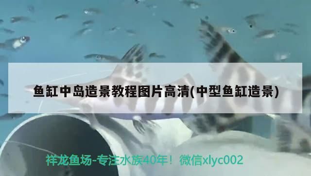 泰庞海鲢鱼繁殖空间布局优化：泰庞海鲢鱼繁殖空间布局的优化 其他宠物 第1张