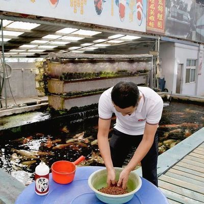 锦鲤鱼食欲减退的原因：锦鲤鱼食欲减退可能由多种因素引起 其他宠物 第1张