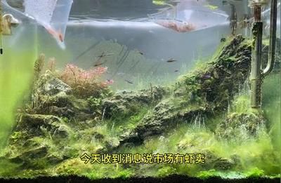 水草护理的最佳光照方案：水草护理中光照的重要性及最佳方案 其他宠物 第2张