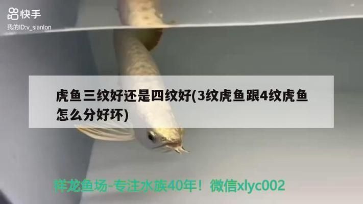 印尼四纹虎鱼繁殖常见问题：印尼四纹虎鱼的繁殖技术难点,四纹虎鱼繁殖后幼鱼护理方法 其他宠物 第3张