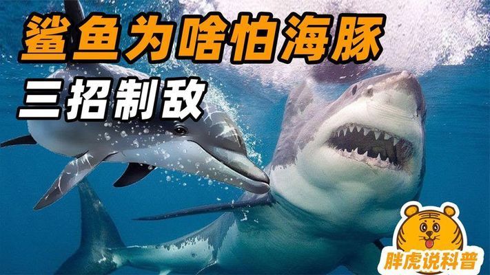 海豚如何集体攻击鲨鱼：海豚回声定位的原理 其他宠物 第2张