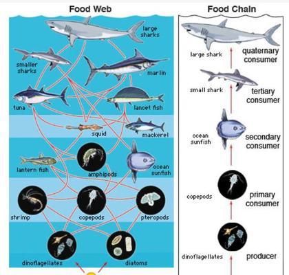 生物标志物在鱼苗监测中的应用：生物标志物在鱼苗监测中的作用 其他宠物 第1张