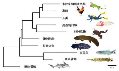 肺鱼基因组研究的未来趋势：肺鱼基因组研究 其他宠物 第4张