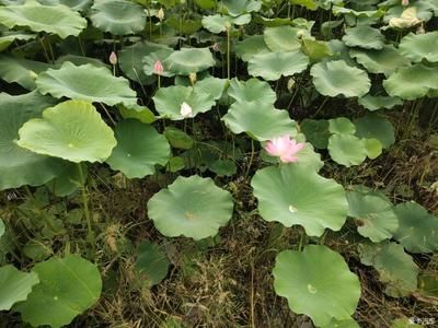 荷花塘钓鱼避开干扰策略：荷花塘钓鱼技巧 其他宠物 第5张