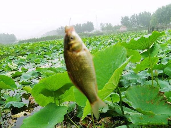 荷花塘钓鱼避开干扰策略：荷花塘钓鱼技巧 其他宠物 第4张