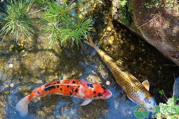 不同季节鱼苗饲养密度变化：不同季节下鱼苗饲养密度的变化 其他宠物 第1张