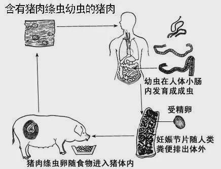 绦虫病的传播途径有哪些？：绦虫病的传播途径 其他宠物 第1张