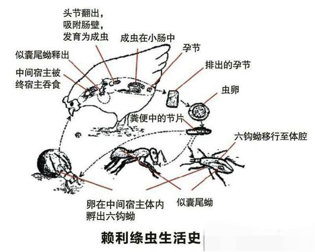 绦虫病的传播途径有哪些？：绦虫病的传播途径 其他宠物 第3张