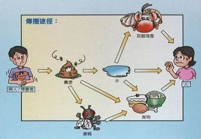 绦虫病的传播途径有哪些？：绦虫病的传播途径 其他宠物 第5张