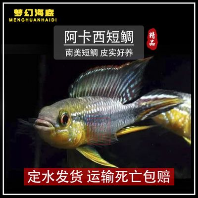 星钻鱼健康饮食指南：星钻鱼健康饮食指南旨在帮助人们建立均衡的饮食计划 其他宠物 第3张