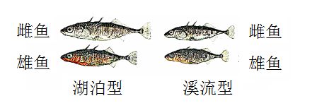 幼鱼形态变化的进化优势：从幼鱼到成年阶段形态变化的进化优势 其他宠物 第2张