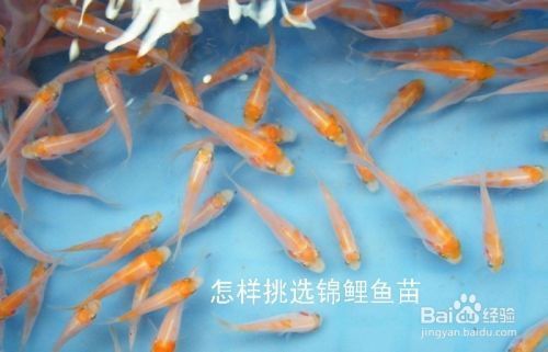 锦鲤鱼苗挑选时的注意事项：如何挑选锦鲤鱼苗 其他宠物 第5张