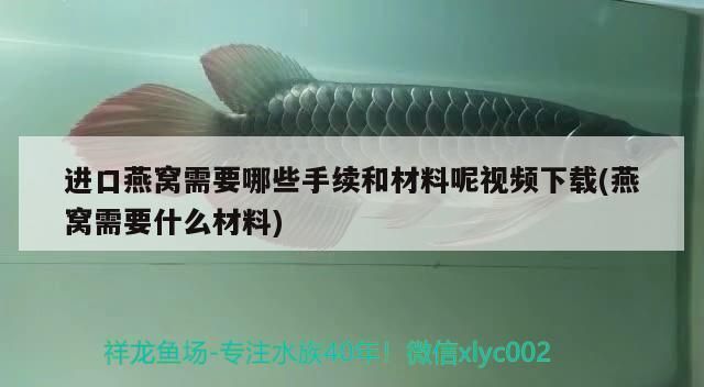 红尾平克鱼饮食习惯研究：红尾平克鱼的饮食习惯与饲养方法 其他宠物 第4张