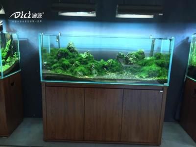 水族箱照明对水草生长的影响：水族箱照明对水草生长影响 其他宠物 第2张