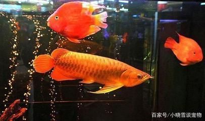 龙鱼为什么吐食：如何判断龙鱼是否因为食物而吐食？ 水族问答 第1张