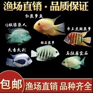 喷点菠萝鱼饲料搭配指南：喷点菠萝鱼饲料保存技巧 其他宠物 第1张