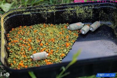 夏季钓鲫鱼素饵气味选择：夏季钓鲫鱼时，选择合适的素饵气味对于吸引鱼类至关重要 其他宠物 第5张