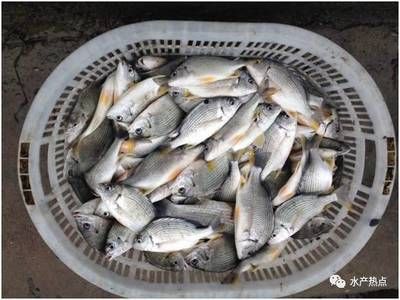 黄鳍鲳鱼饲料自制方法：黄鳍鲳鱼饲料保存技巧 其他宠物 第5张