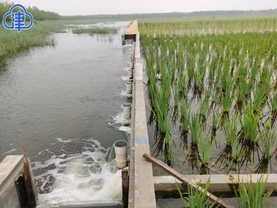 人工湿地与自然湿地对比研究：人工湿地与自然湿地的区别 其他宠物 第3张